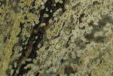 6.5" Orbicular Ocean Jasper Slab - Madagascar - #129853-1